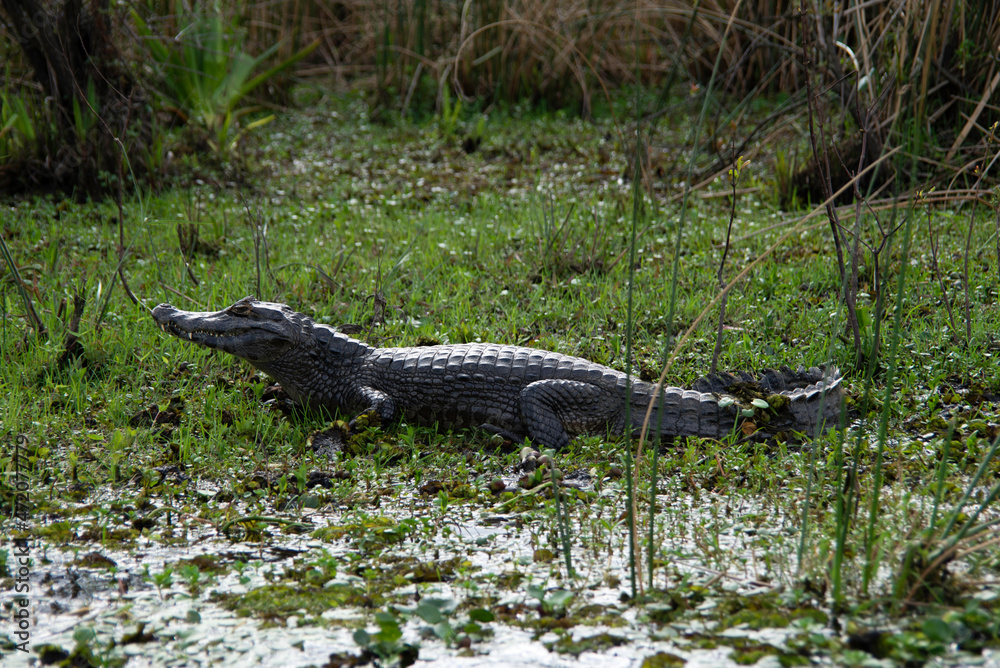 Fototapeta premium Yacaré in the Ibera Wetlands 