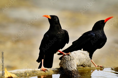 Pyrrhocorax pyrrhocorax - The red-billed chough is a species of passerine bird in the Corvidae family. photo