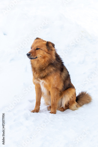Brown fluffy dog in the winter sitting in the snow