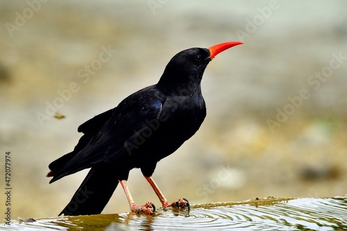 Pyrrhocorax pyrrhocorax - The red-billed chough is a species of passerine bird in the Corvidae family. photo