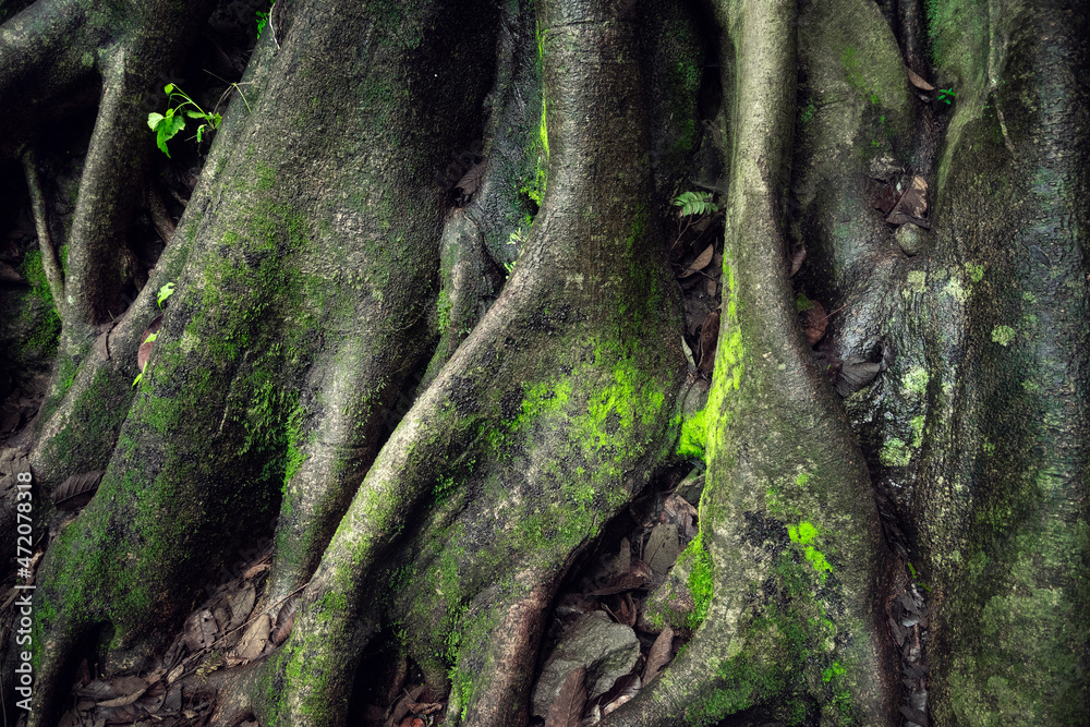 Giant tree roots in tropical forest. Tree roots in green forest. Sustainable tourism concept. Hike in the green forest. Trekking concept. Amatlán, Mexico.