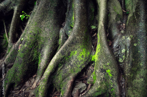 Obraz na płótnie Giant tree roots in tropical forest. Tree roots in green forest. Sustainable tourism concept. Hike in the green forest. Trekking concept. Amatlán, Mexico. w salonie