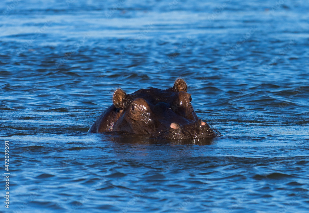 hippopotamus in water