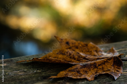 Leaf in autumn light