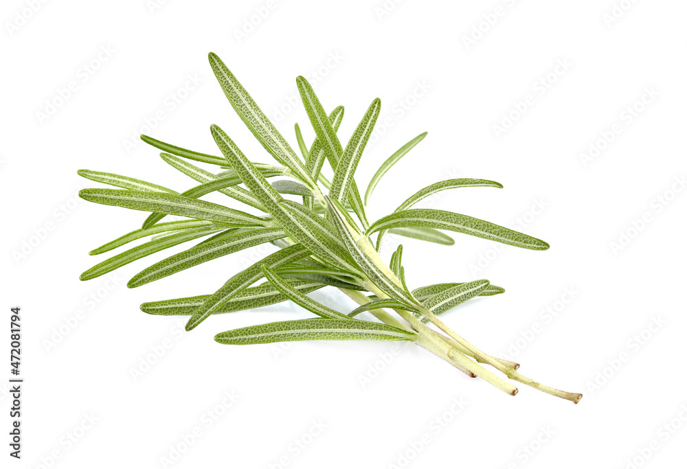 Fototapeta premium Rosemary fresh isolated on white background. Spice closeup.