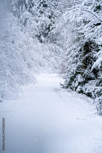 Wintereinbruch, verschneiter Wald, Schnee, Winter wonderland © Joris Machholz