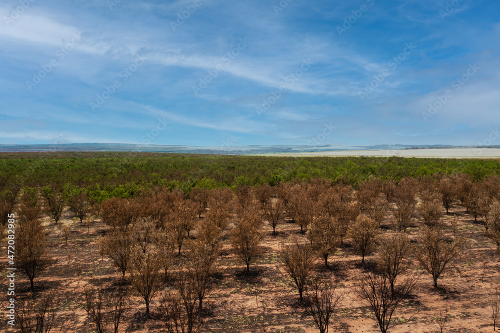 Fototapeta premium orange plantation with some plants burned by fire