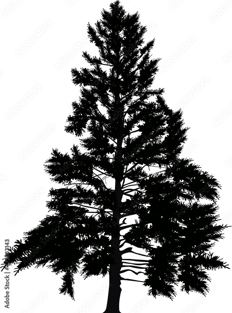 black medium fir isolated on white