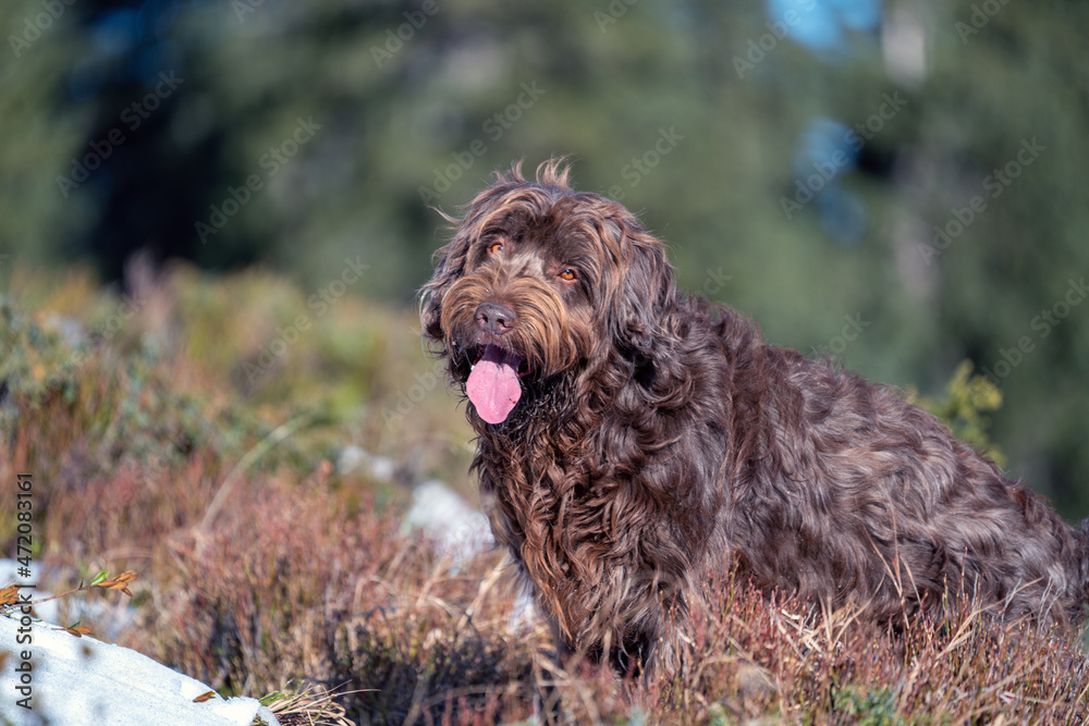 with the dog, a pudelpointer, in the hunting season on the mountains in autumn