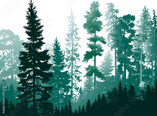 isolated on white thin firs cyan forest