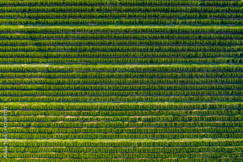 Photos Orange plantation seen with drone