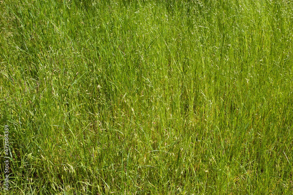 Obraz premium summer background: lush green grass. top view