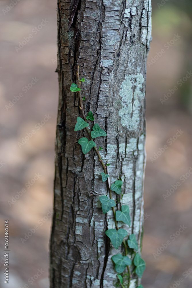Textured forest background with green climbing plant on the tree trunk.