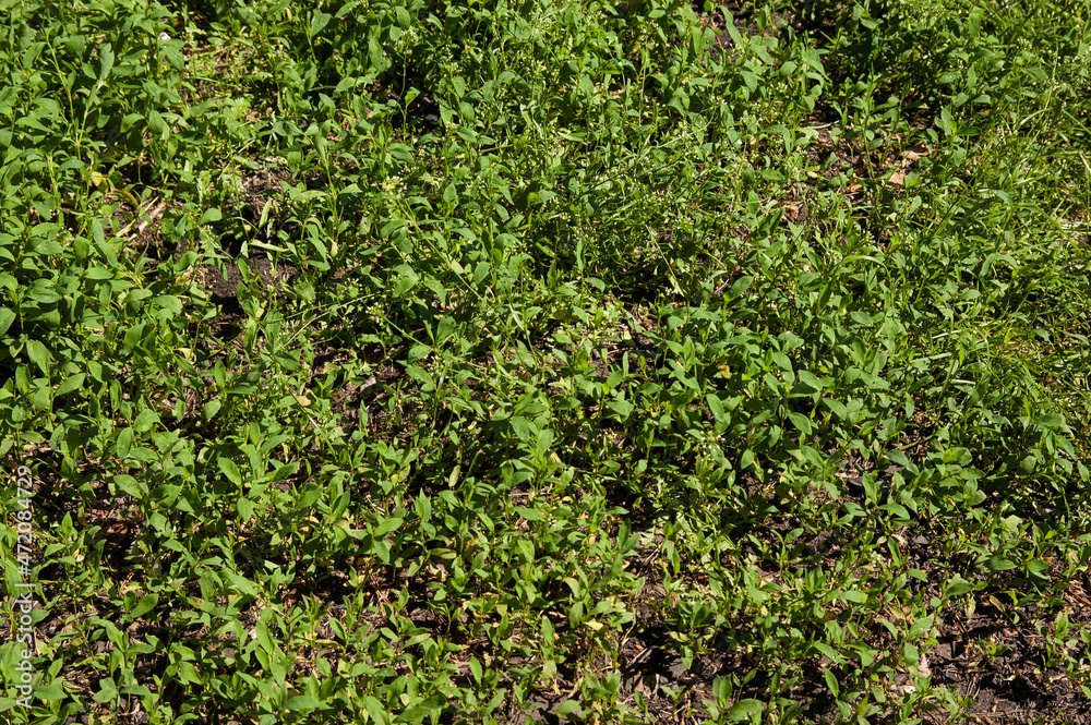 summer background: lush green grass. top view summer background: lush green grass. top view