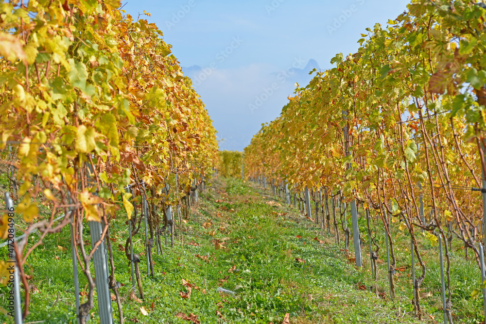 Vineyards in the Fall