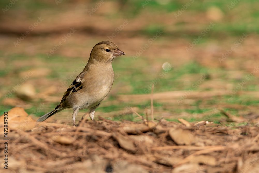 pinzón vulgar posado en el suelo del parque (Fringilla coelebs) Ojén Andalucía España pinzón vulgar posado en el suelo del parque (Fringilla coelebs) Ojén Andalucía España