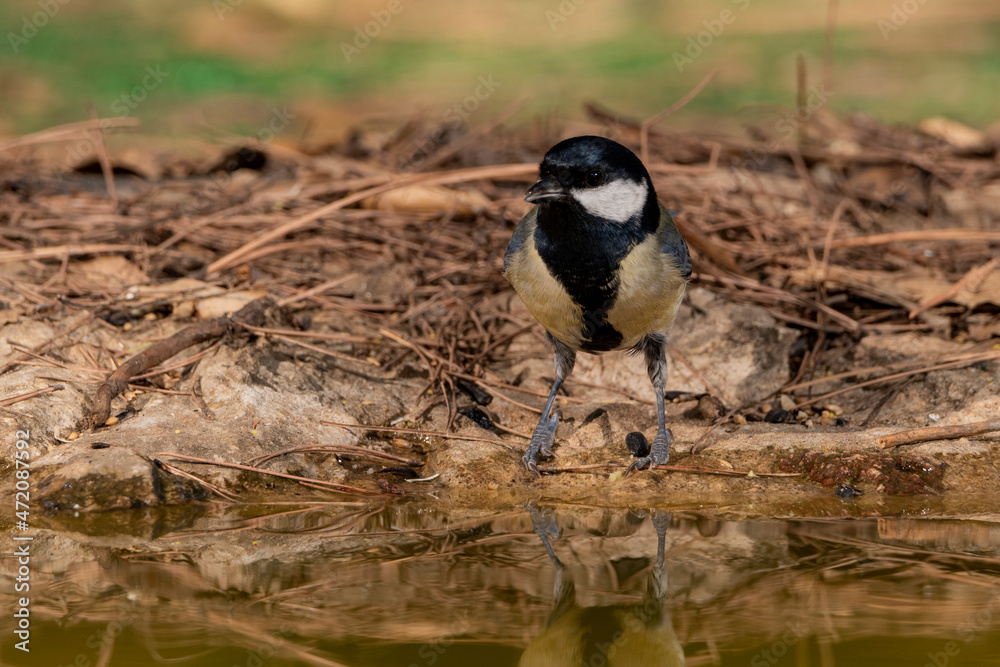 Obraz premium carbonero común bebiendo en el estanque del parque (Parus major) Ojén Andalucía España 
