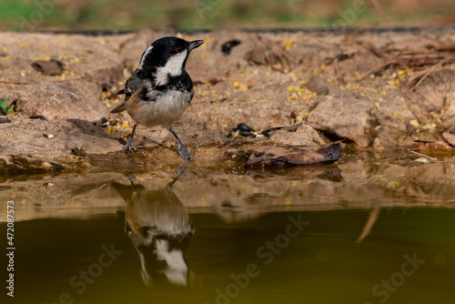 carbonero garrapinos (Periparus ater) bebiendo en la charca del bosque Ronda Málaga Andalucía España	 photo