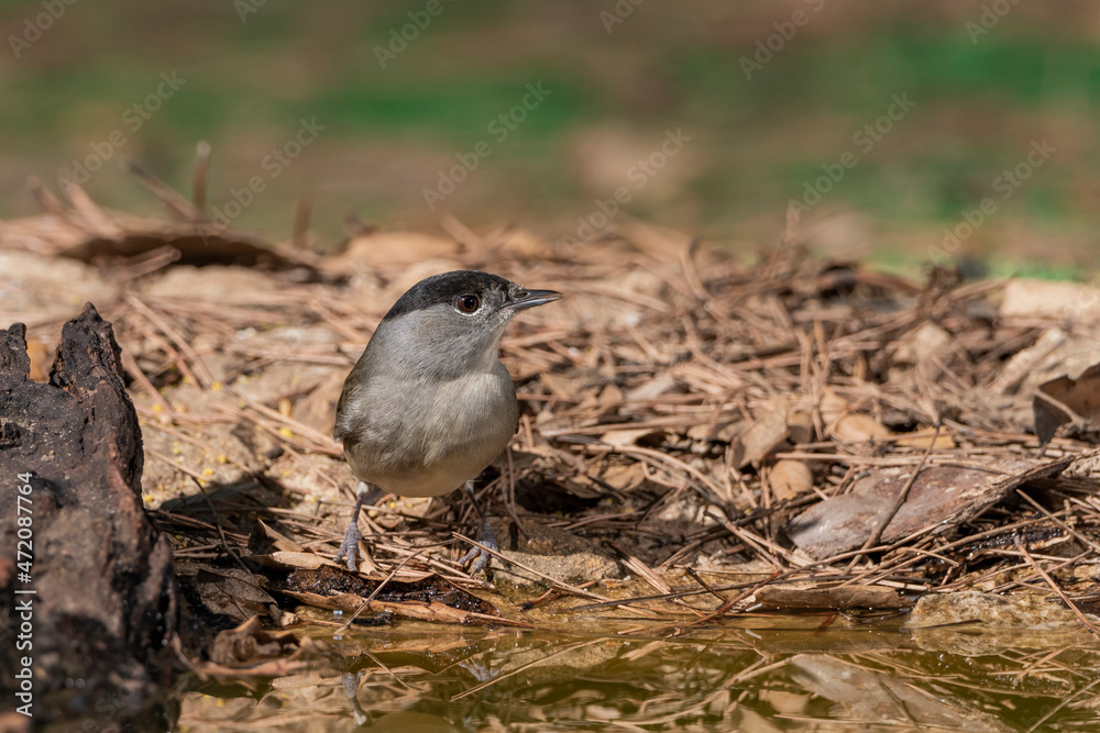 Fototapeta premium curruca capirotada (Sylvia atricapilla)