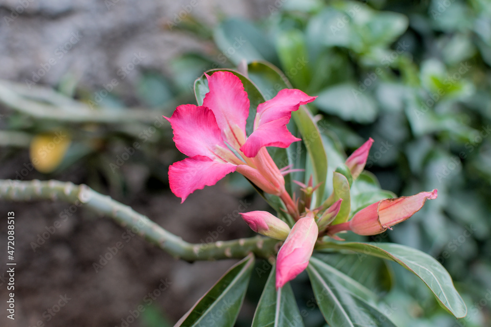 The frangipani flower in bloom is taken close up