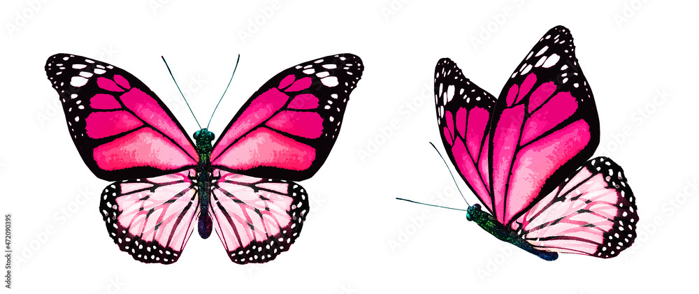 custom made wallpaper toronto digitalColor monarch butterflies, isolated on the white background