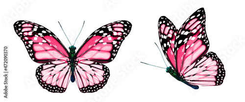 Wallpaper Mural Color monarch butterflies, isolated on the white background Torontodigital.ca