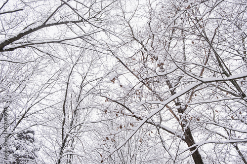 Snow covered trees in forest