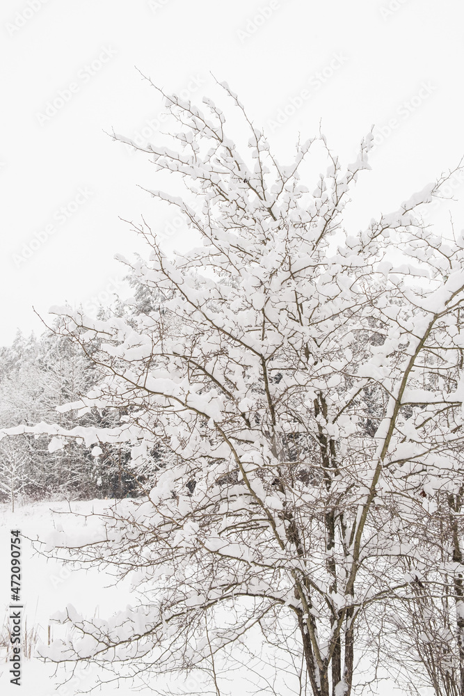 Winter forest with snow covered trees. Outdoor scene, Happy New Year celebration concept. Nature background. Winter forest with snow covered trees. Outdoor scene, Happy New Year celebration concept. Nature background.