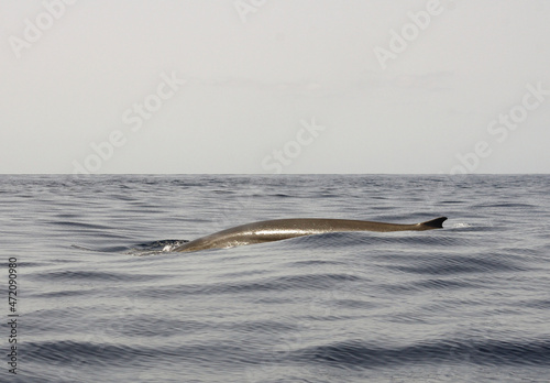 A spine and fin of diving blue whale photo