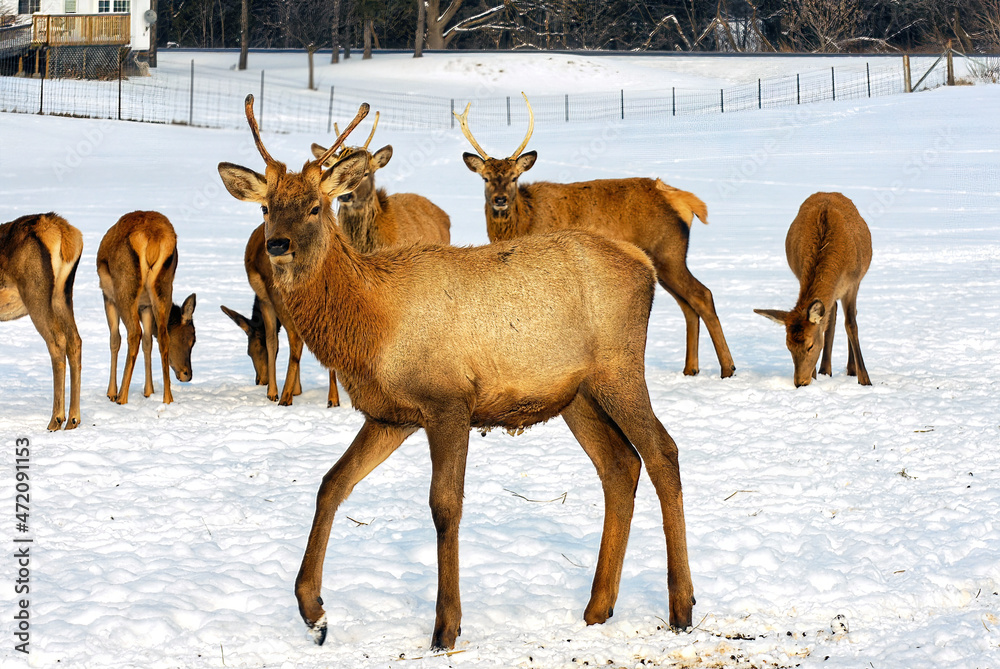 Elk in snowy field Elk in snowy field
