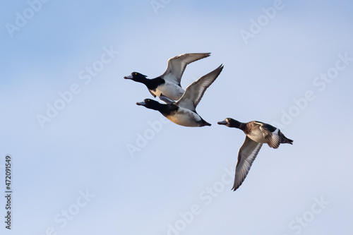 Tufted Duck