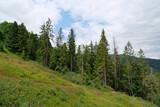 Forest in Carpathian Mountains in Ukraine