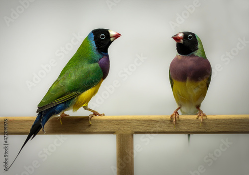Fototapet A pair of perfectly colored gouldian finches from Australia