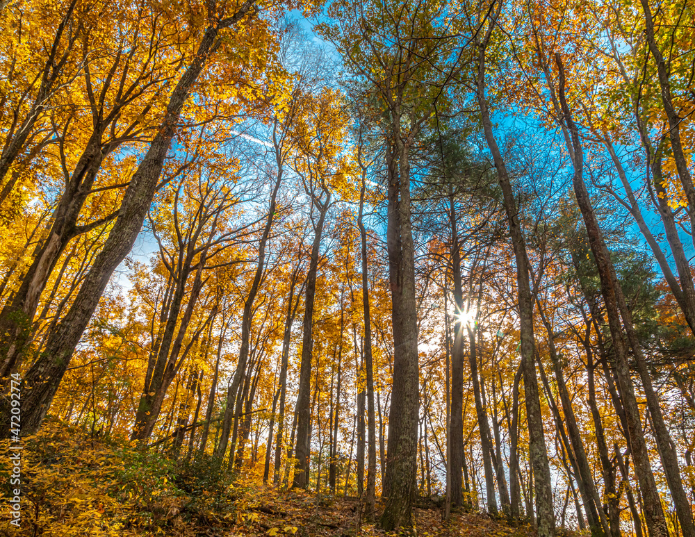 Fototapeta premium Autumn in the woods
