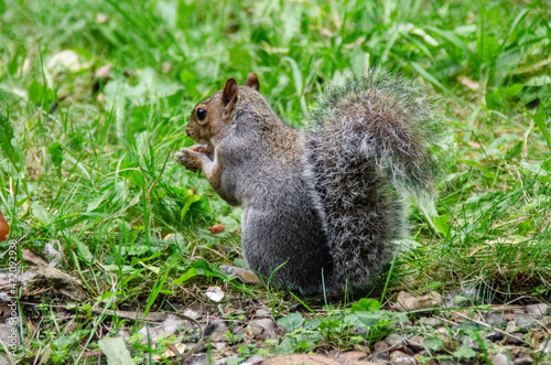 Curious Eastern gray squirrel