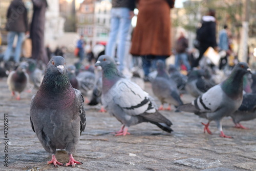 La ciudad es de las palomas