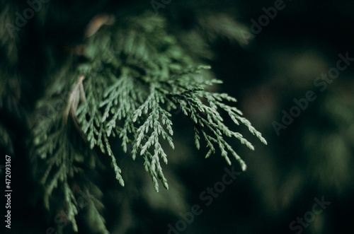 pine branch
tree