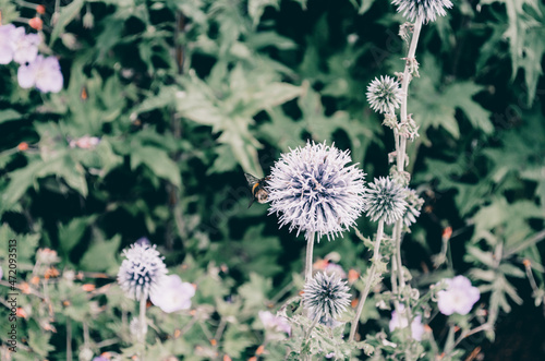 balls in blue flowers, flower, thistle, nature, plant, flora, flower, flowers, garden, spring, beauty, floral, violet, Blue color globes, late summer. Tall, Bold, Echinops Ritro, Ornamental, Foliage, 