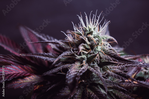 Canvastavla purple cannabis bud