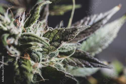 Photography Macro photo of cannabis
