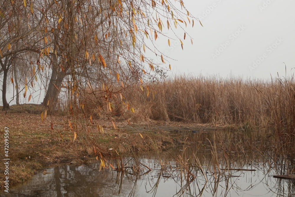 Obraz premium Trees in park in morning fog in autumn