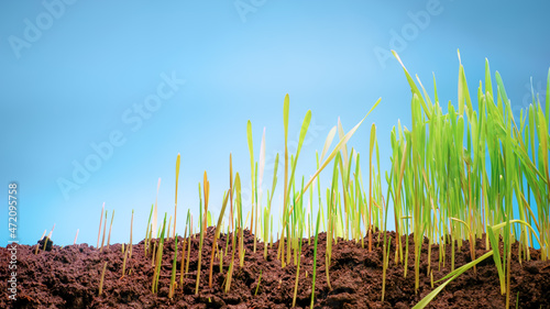 Fresh spring cereal grass g...