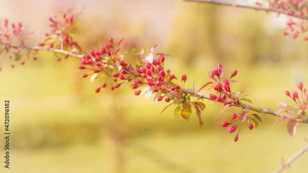 Dogwood branch with red flower buds close up