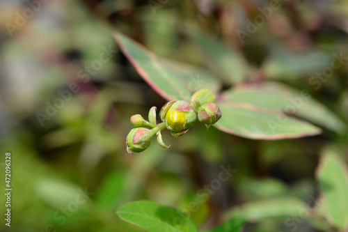 St. Johns wort Tricolor