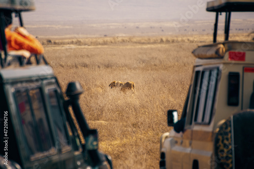 lion, serengeti national park