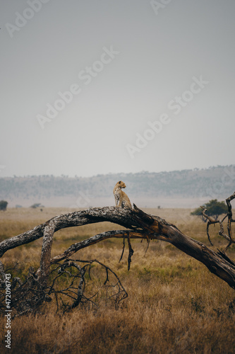 leopard, serengeti national park