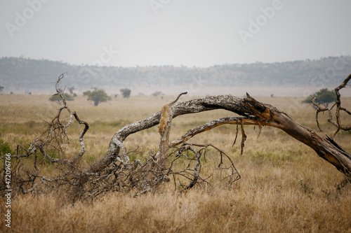 leopard, serengeti national park