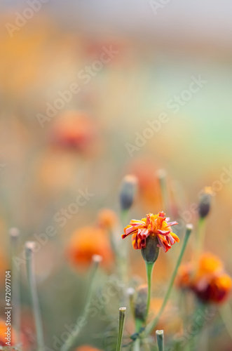 Marigolds with dry stems on background of flowers and grass. Natural background with copy space. Orange and burgundy petals of Tagetes grow on lawn. Flowers dry up in flowerbed.