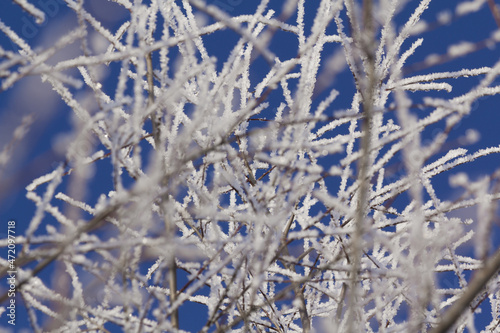 Morning scene in the form of frost lying on the branches of a tree against the background of a blue sky. © IGOR