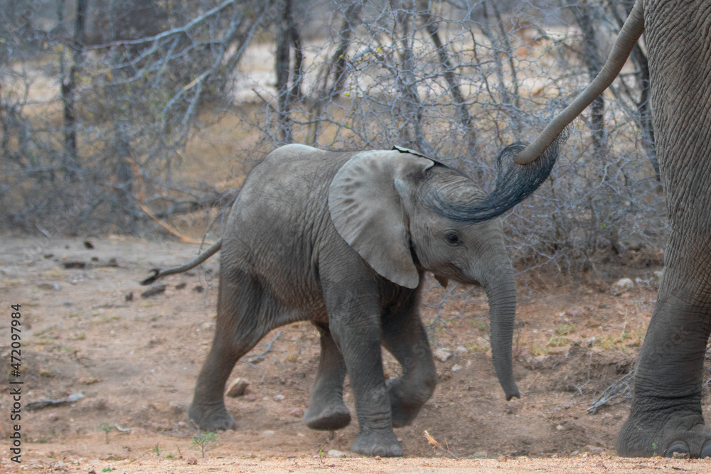 Cute African Elephant baby chasing his mothers tail in Kruger National Park in South Africa RSA